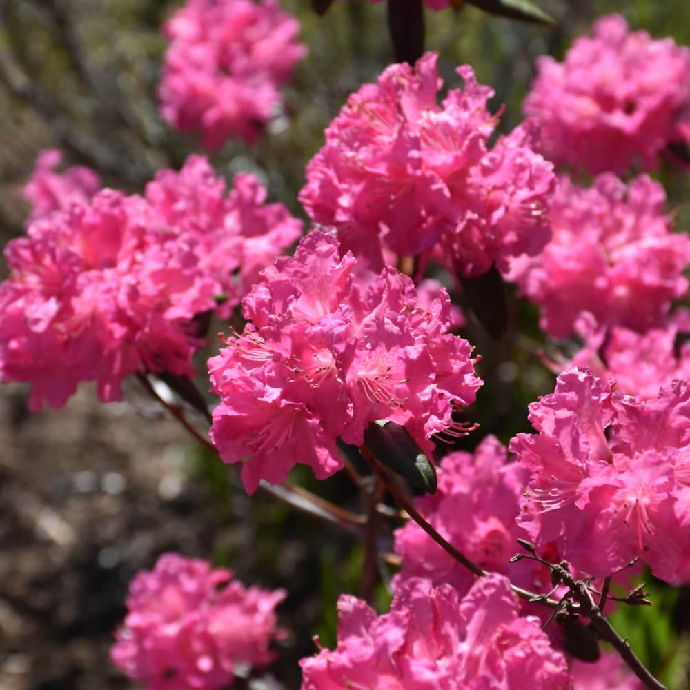 NetPS Plant Finder (www.netpsplantfinder.com)