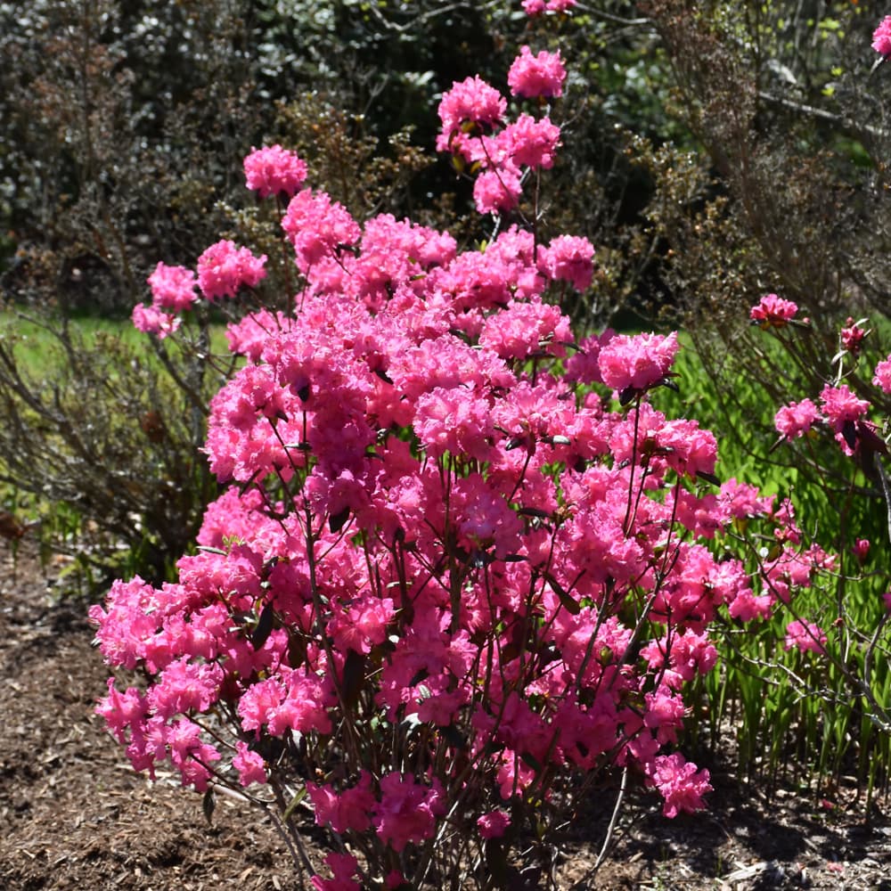 NetPS Plant Finder (www.netpsplantfinder.com)