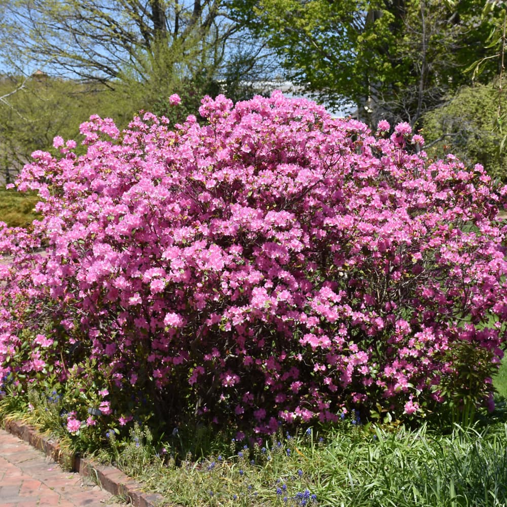 NetPS Plant Finder (www.netpsplantfinder.com)