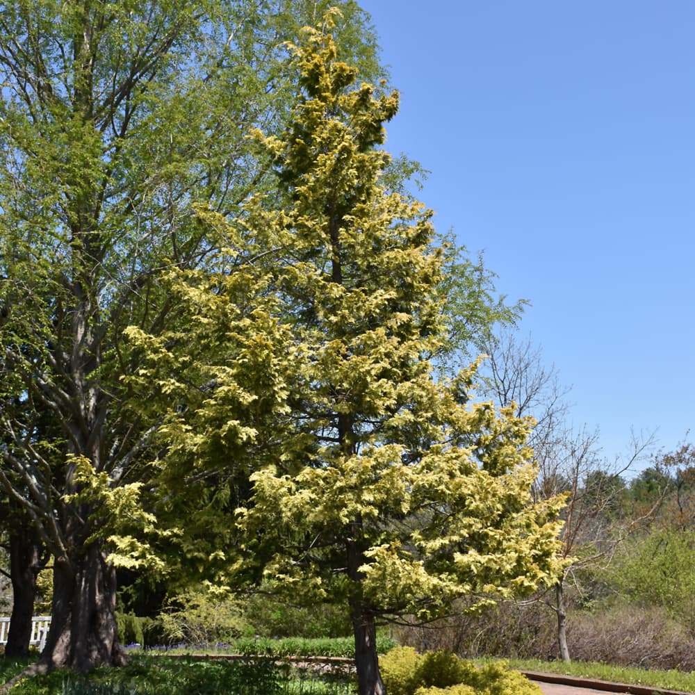 NetPS Plant Finder (www.netpsplantfinder.com)