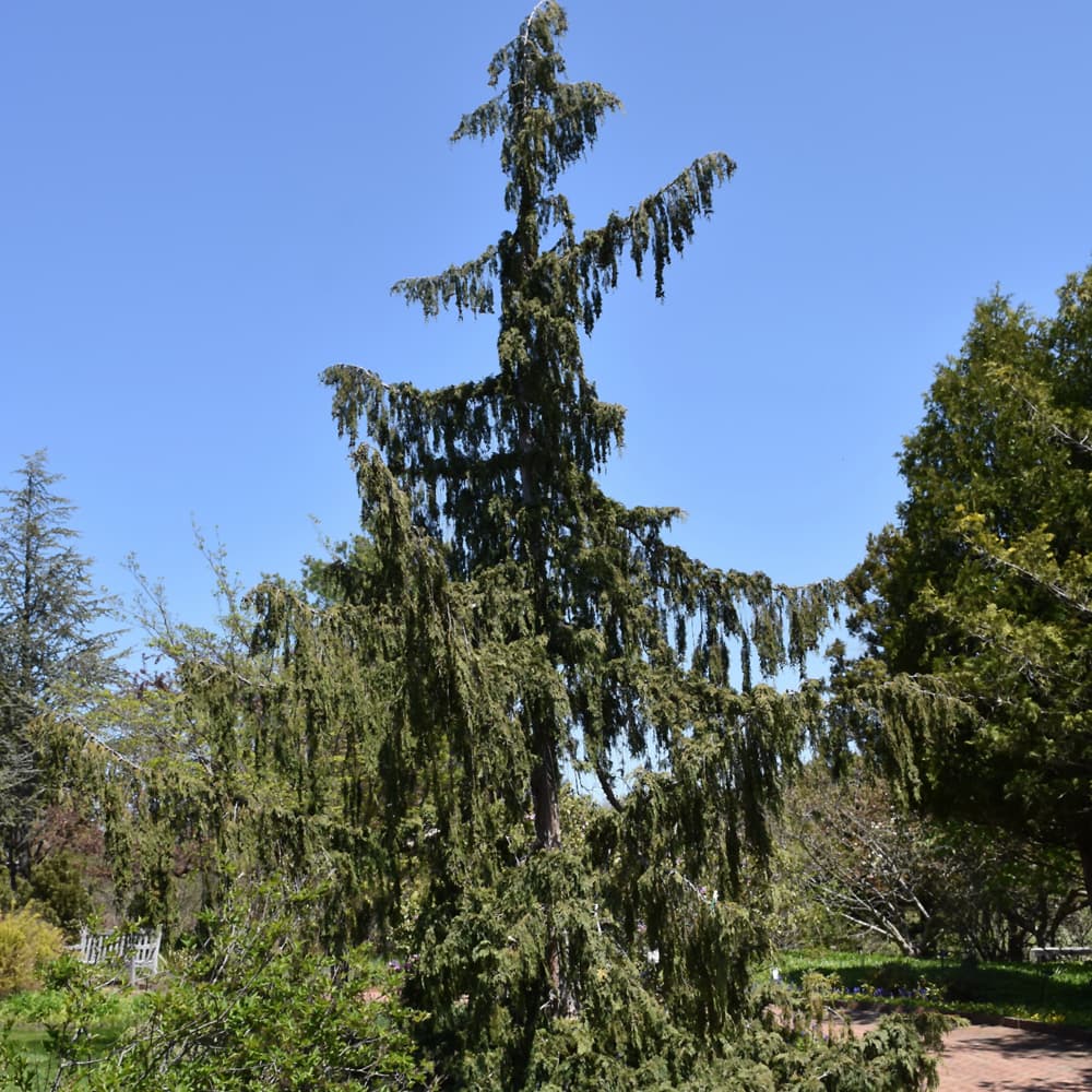 NetPS Plant Finder (www.netpsplantfinder.com)