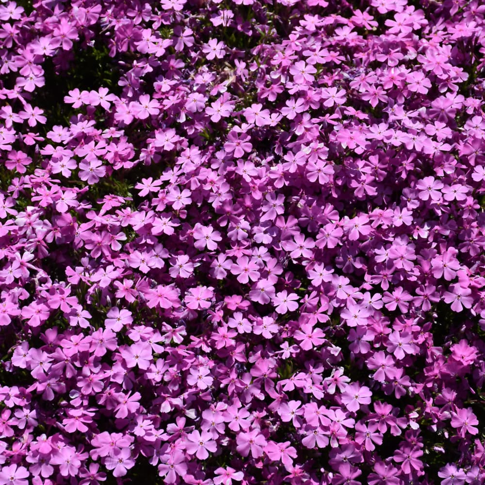 NetPS Plant Finder (www.netpsplantfinder.com)