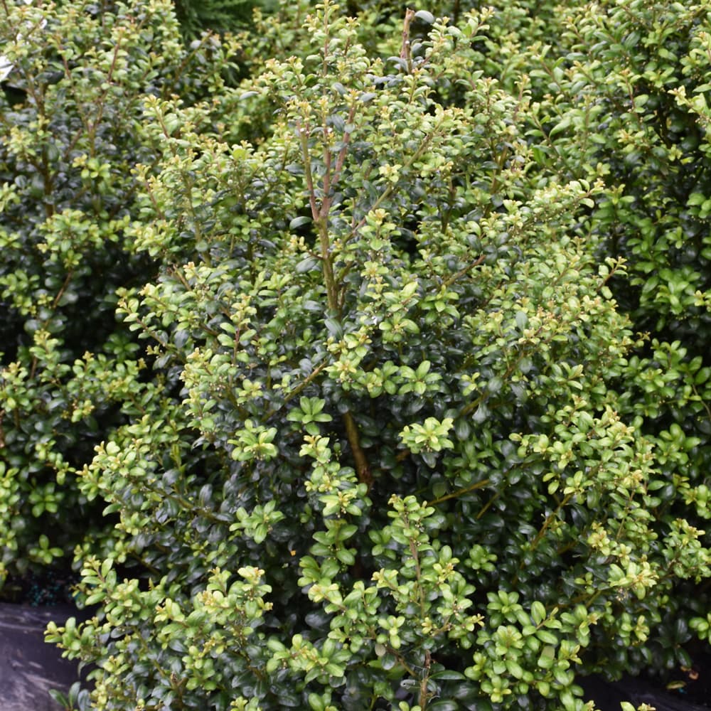 NetPS Plant Finder (www.netpsplantfinder.com)