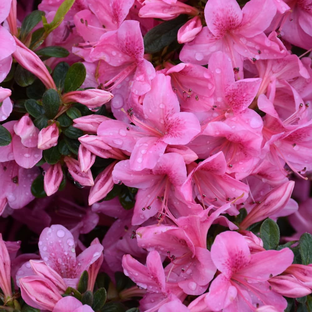 Azalea Aphrodite