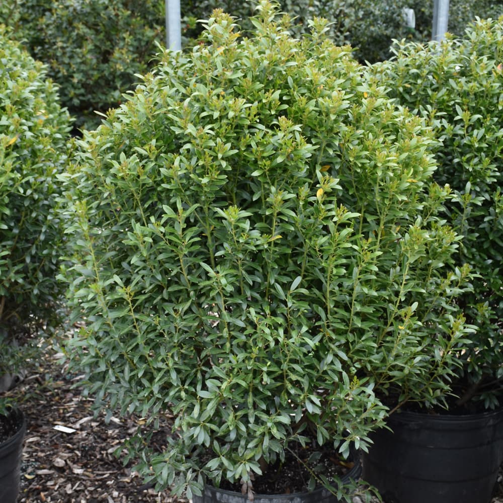 NetPS Plant Finder (www.netpsplantfinder.com)