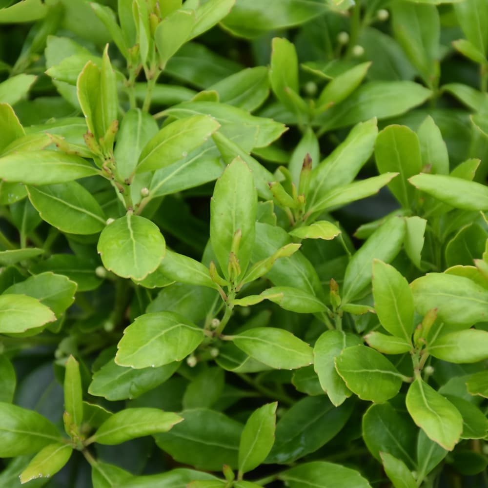 NetPS Plant Finder (www.netpsplantfinder.com)