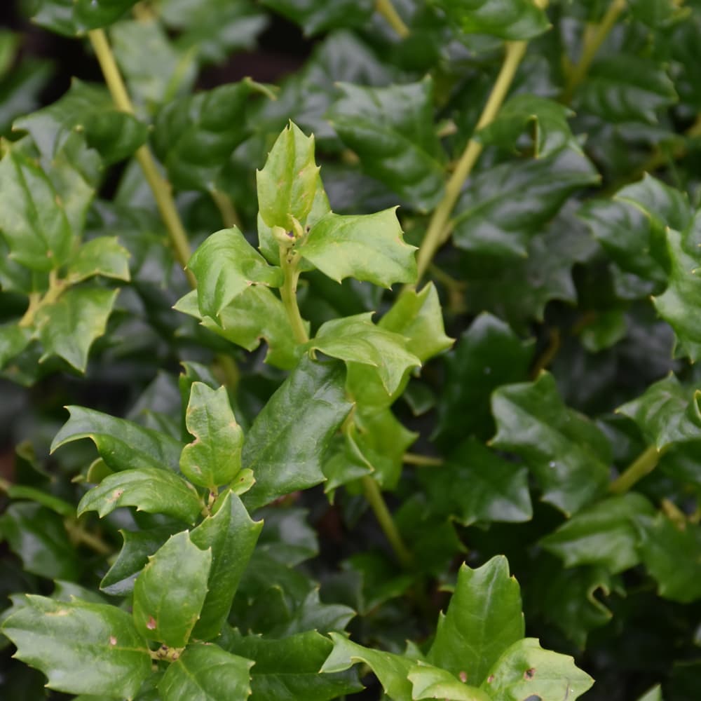 NetPS Plant Finder (www.netpsplantfinder.com)