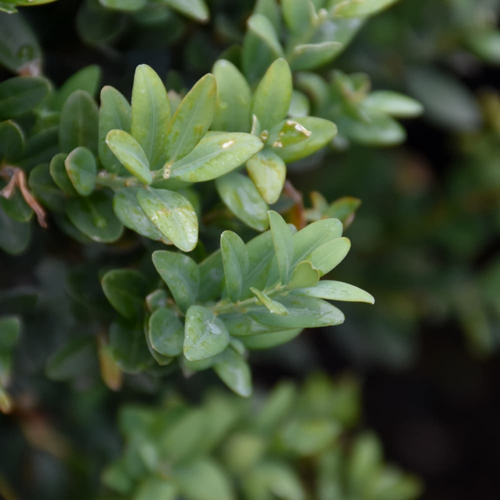 NetPS Plant Finder (www.netpsplantfinder.com)