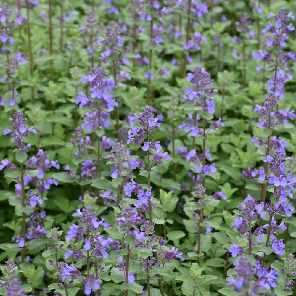 NetPS Plant Finder (www.netpsplantfinder.com)
