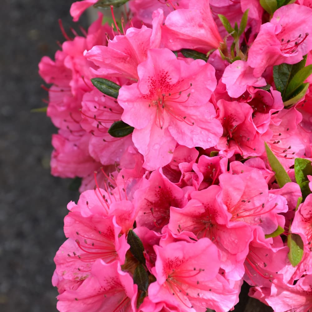 NetPS Plant Finder (www.netpsplantfinder.com)