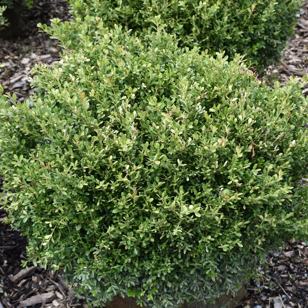 NetPS Plant Finder (www.netpsplantfinder.com)