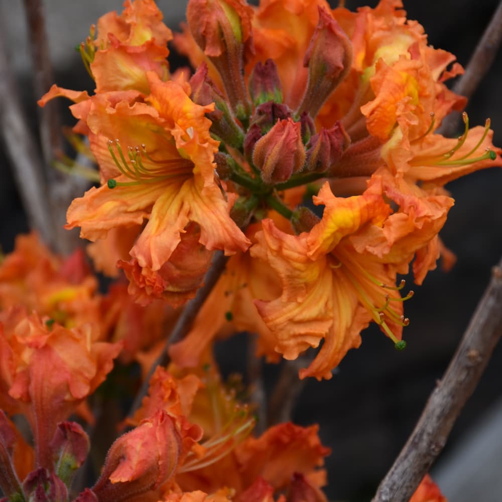NetPS Plant Finder (www.netpsplantfinder.com)