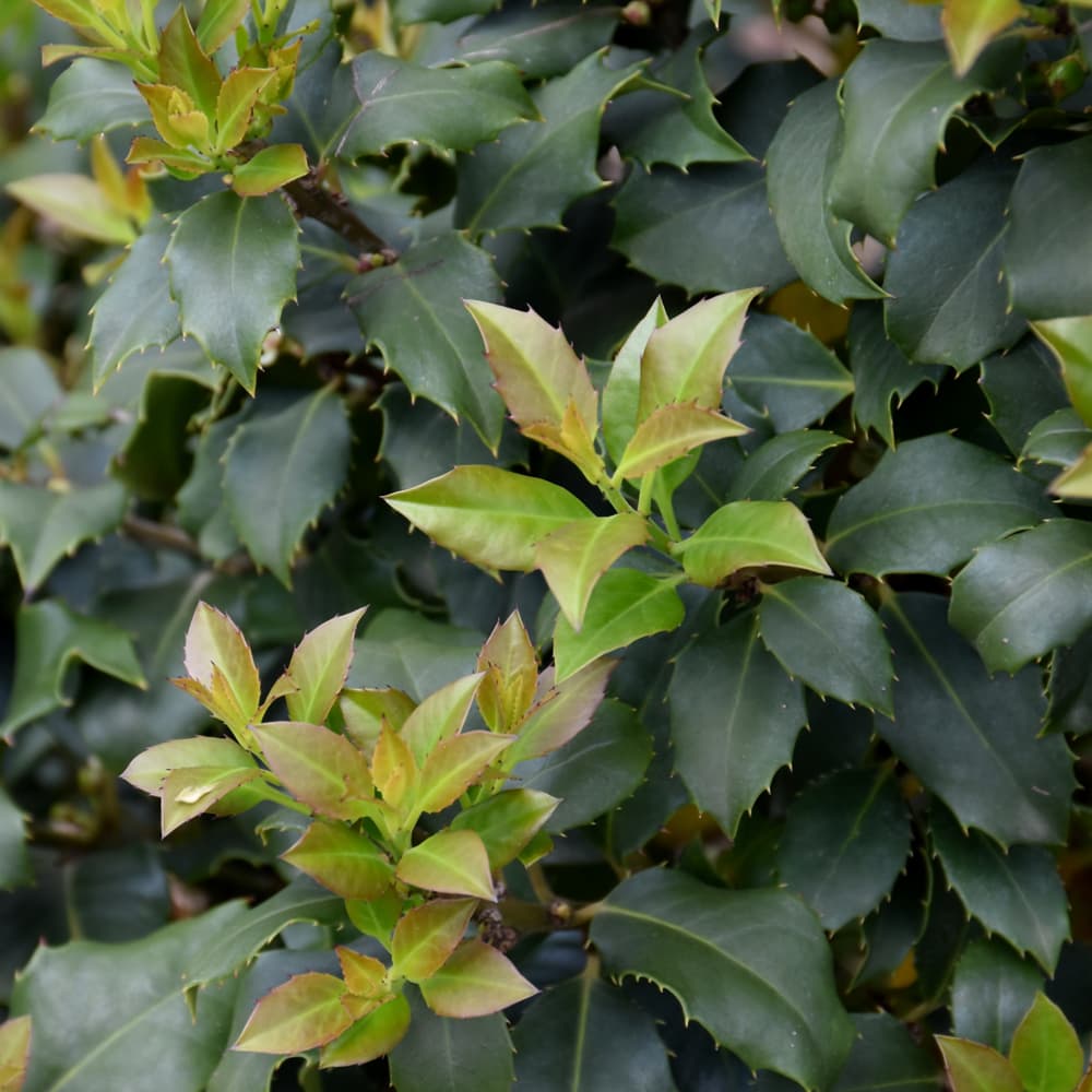 NetPS Plant Finder (www.netpsplantfinder.com)