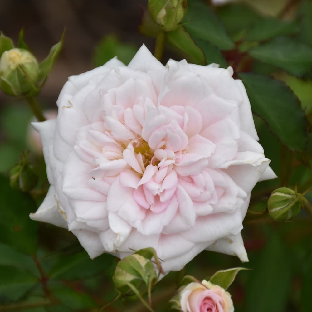 NetPS Plant Finder (www.netpsplantfinder.com)