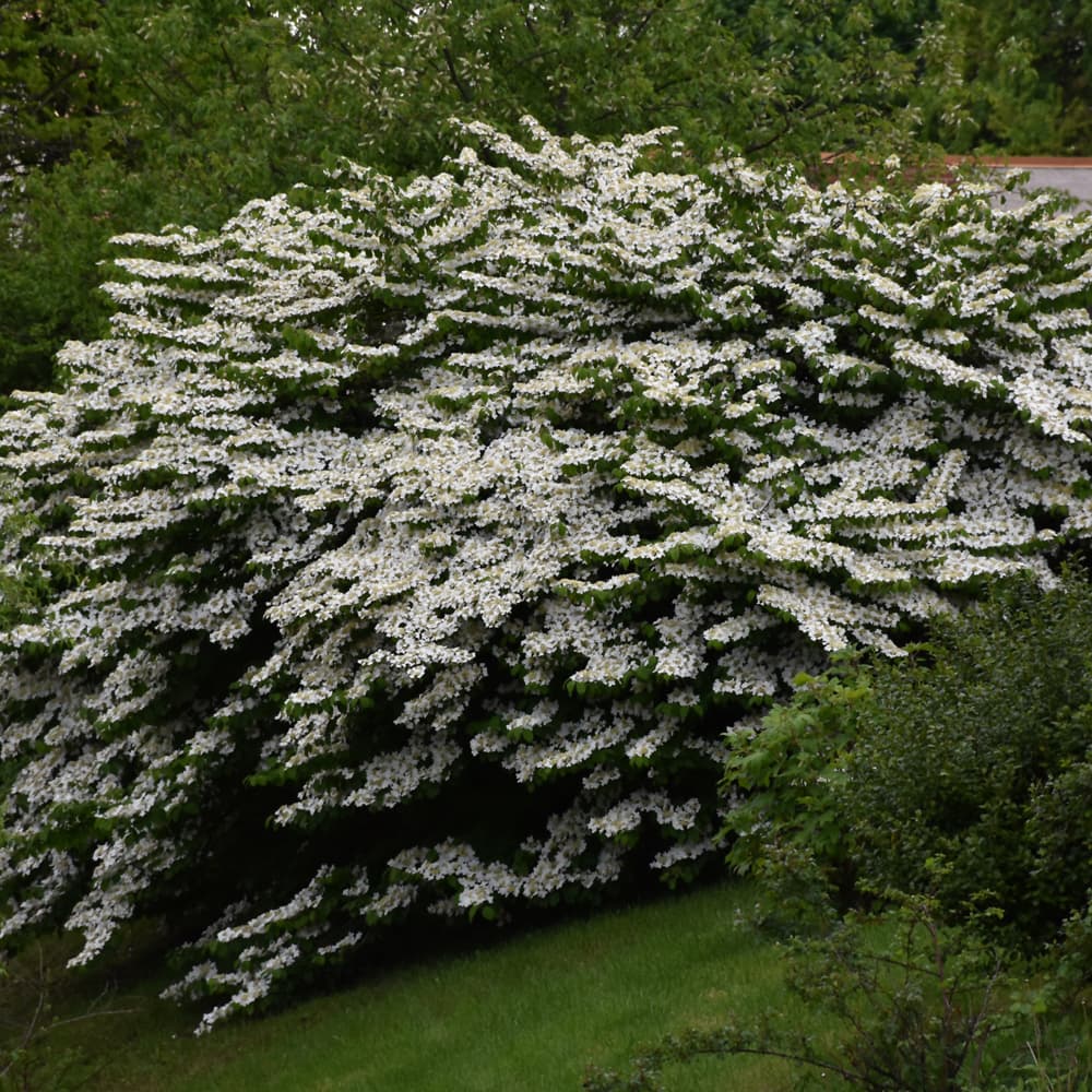 NetPS Plant Finder (www.netpsplantfinder.com)