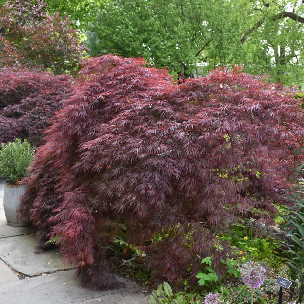 NetPS Plant Finder (www.netpsplantfinder.com)