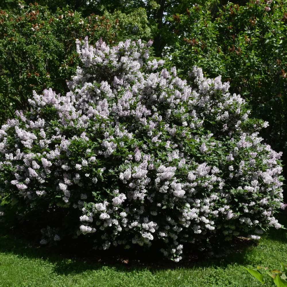 NetPS Plant Finder (www.netpsplantfinder.com)