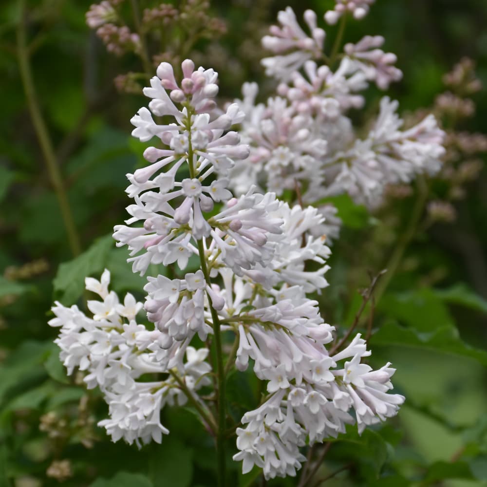 NetPS Plant Finder (www.netpsplantfinder.com)