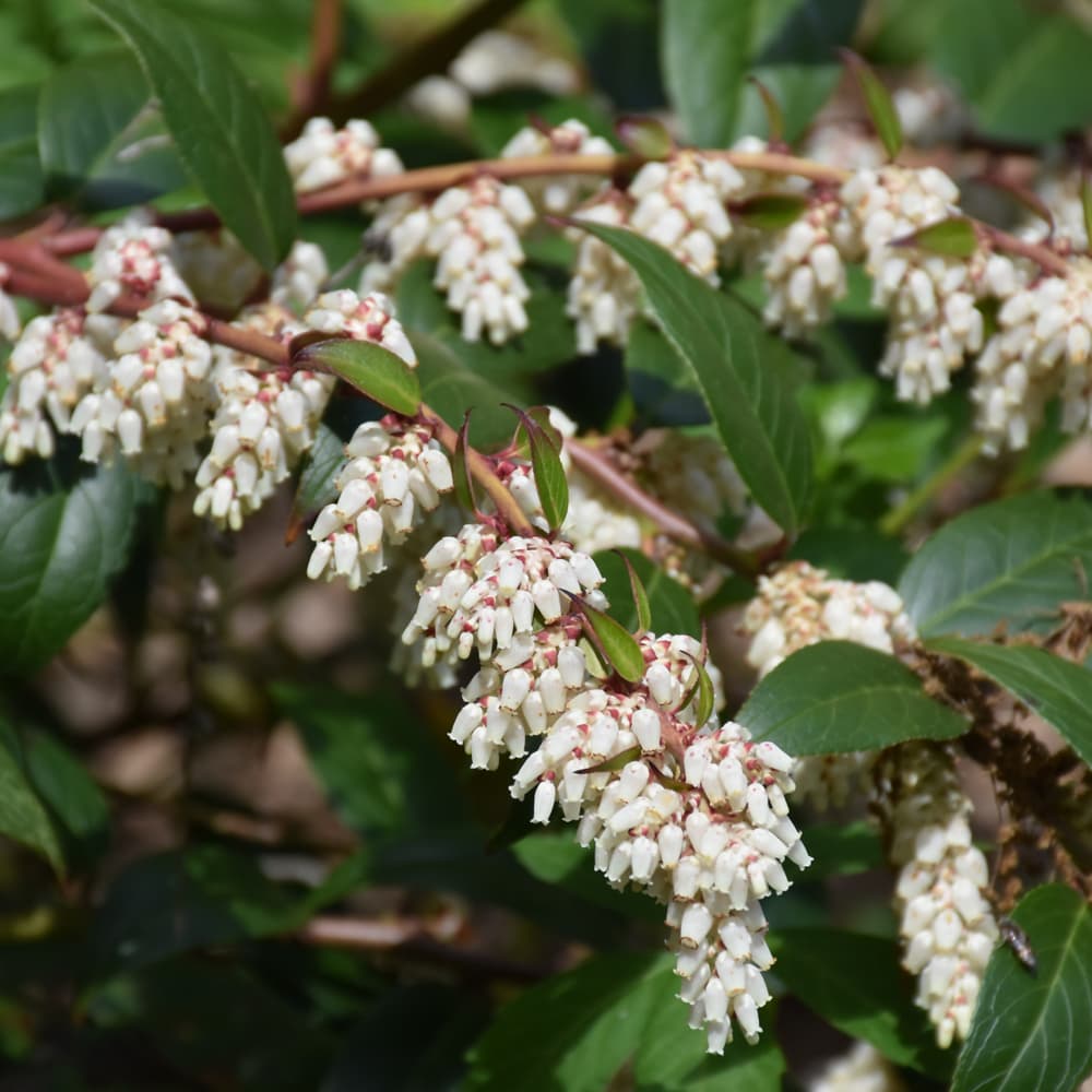 NetPS Plant Finder (www.netpsplantfinder.com)