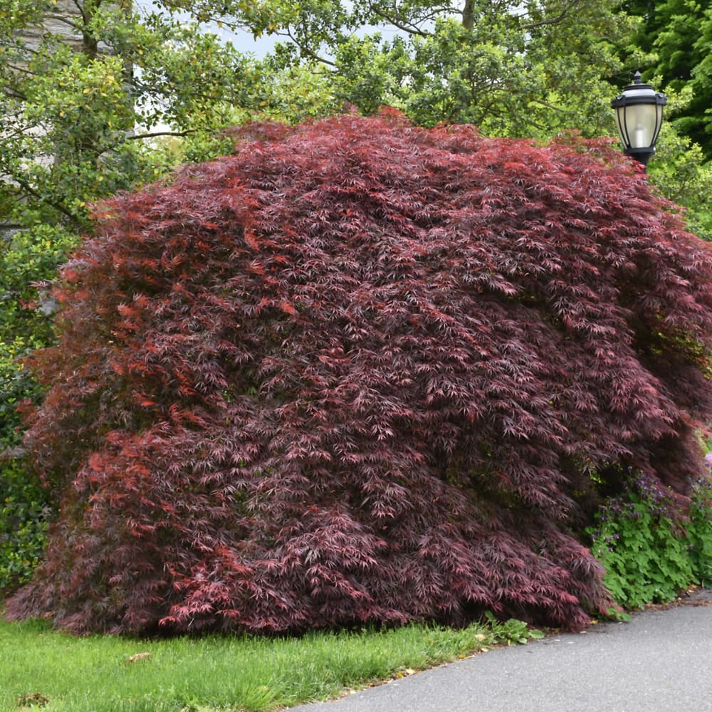 NetPS Plant Finder (www.netpsplantfinder.com)