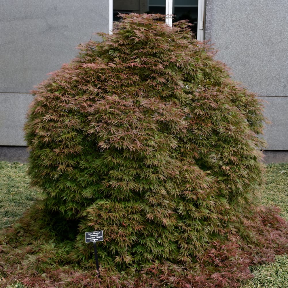 NetPS Plant Finder (www.netpsplantfinder.com)