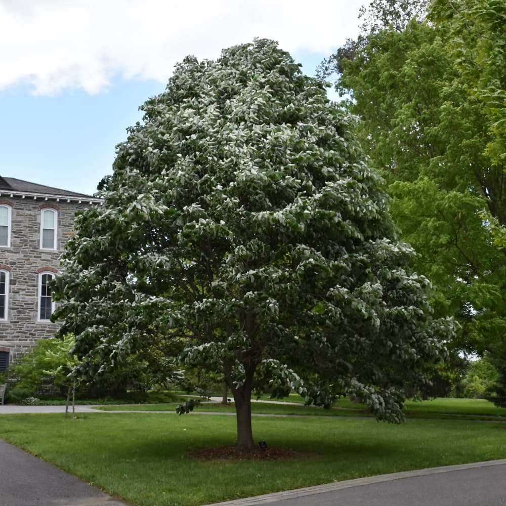 Linden Sterling Silver