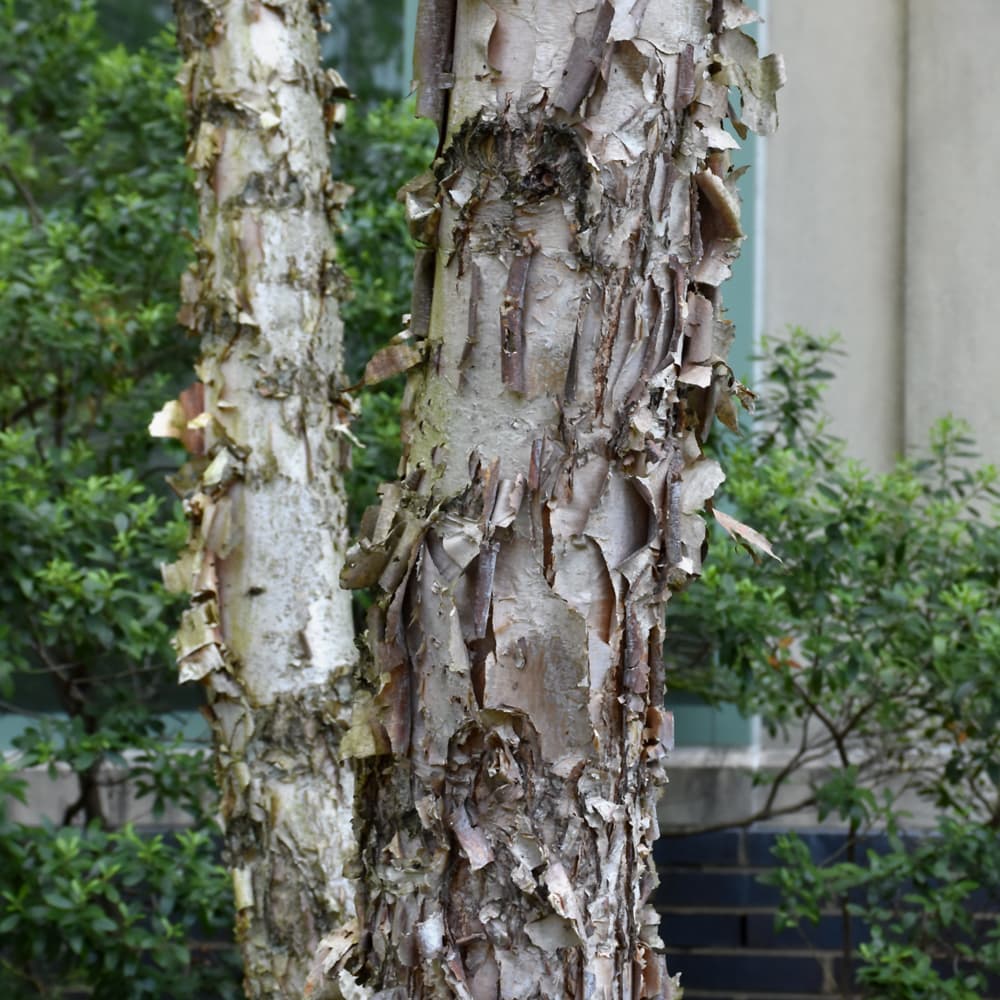 Birch Dura Heat
