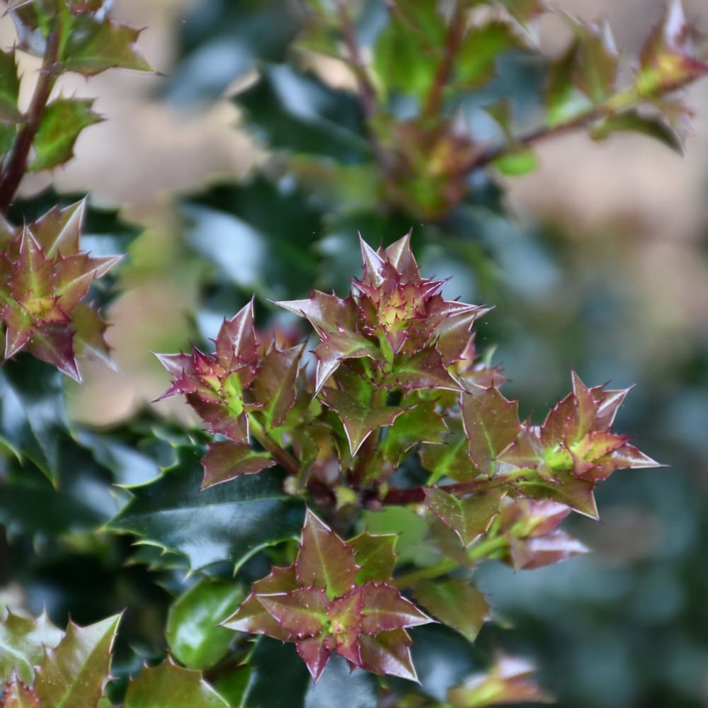 NetPS Plant Finder (www.netpsplantfinder.com)