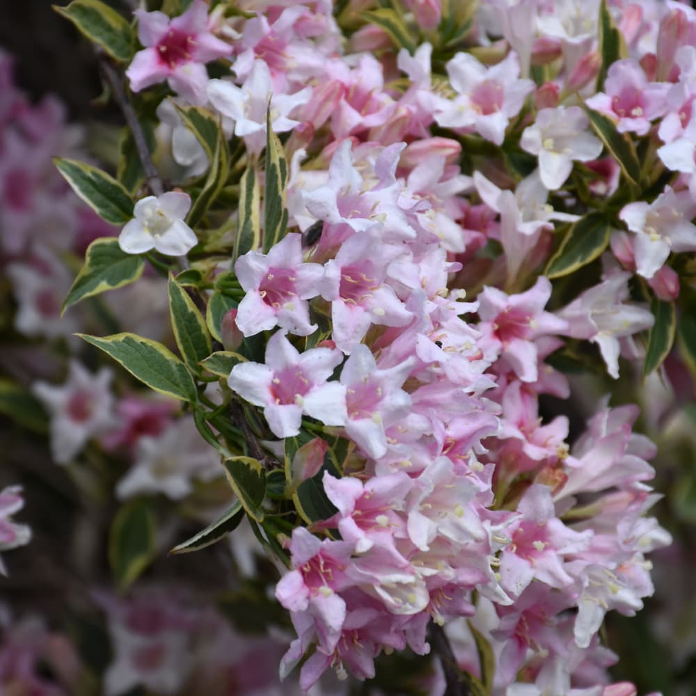 NetPS Plant Finder (www.netpsplantfinder.com)