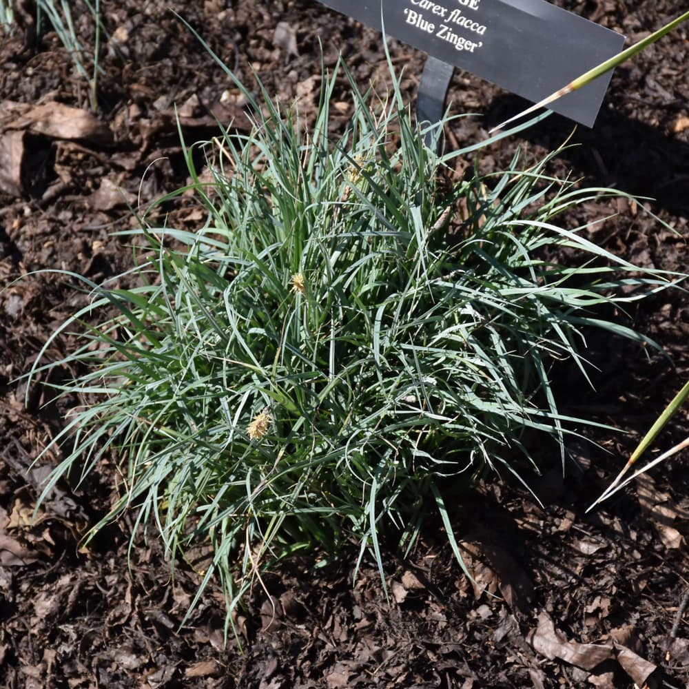 NetPS Plant Finder (www.netpsplantfinder.com)