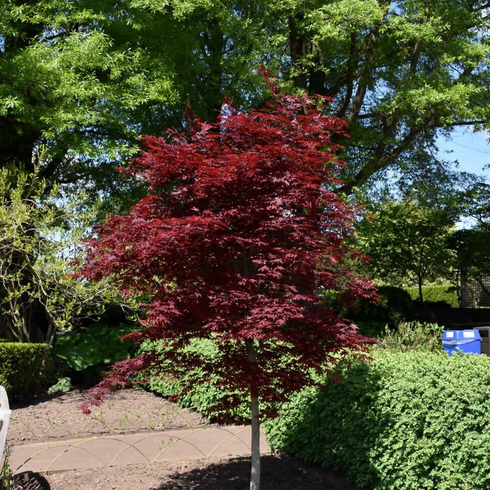 NetPS Plant Finder (www.netpsplantfinder.com)