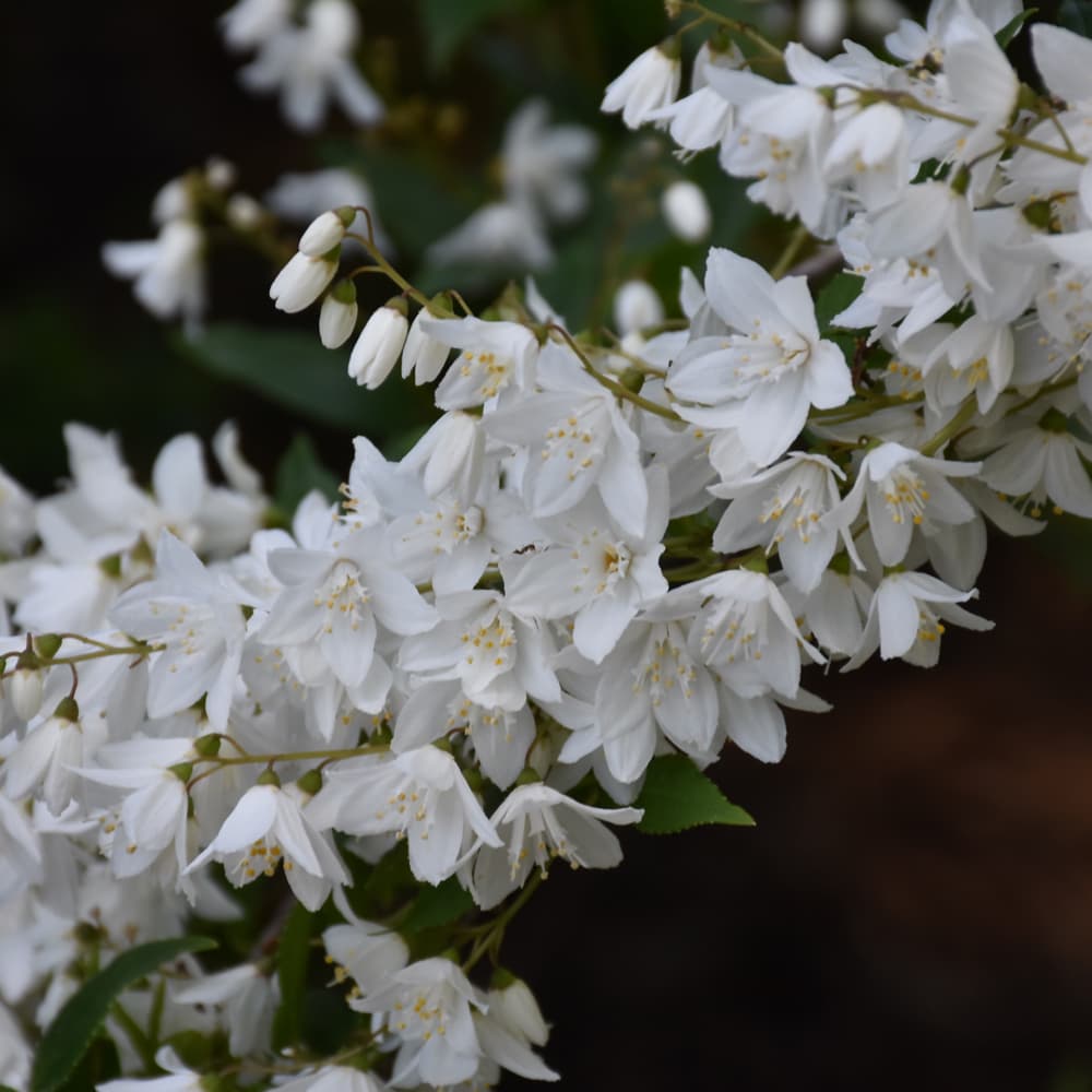 NetPS Plant Finder (www.netpsplantfinder.com)