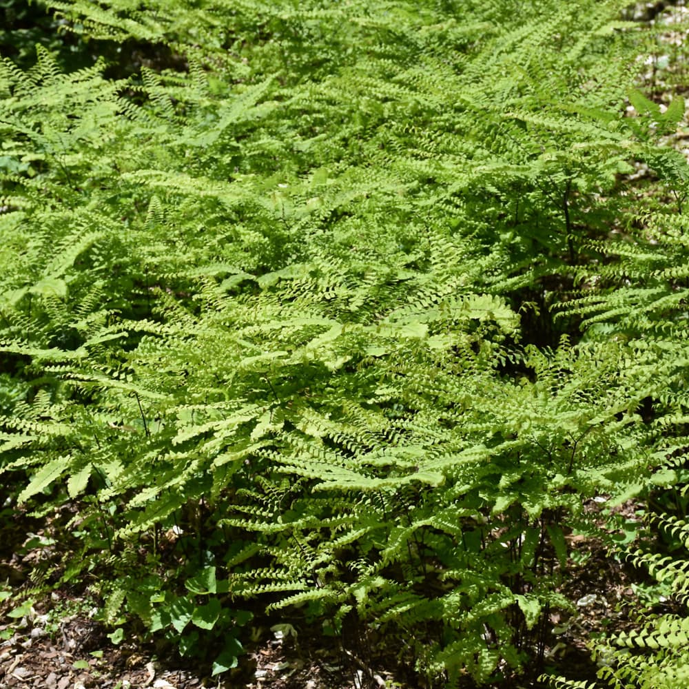 NetPS Plant Finder (www.netpsplantfinder.com)