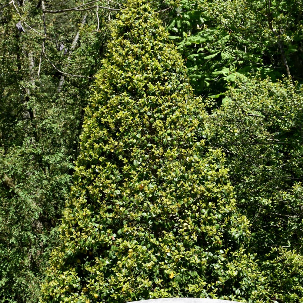 NetPS Plant Finder (www.netpsplantfinder.com)