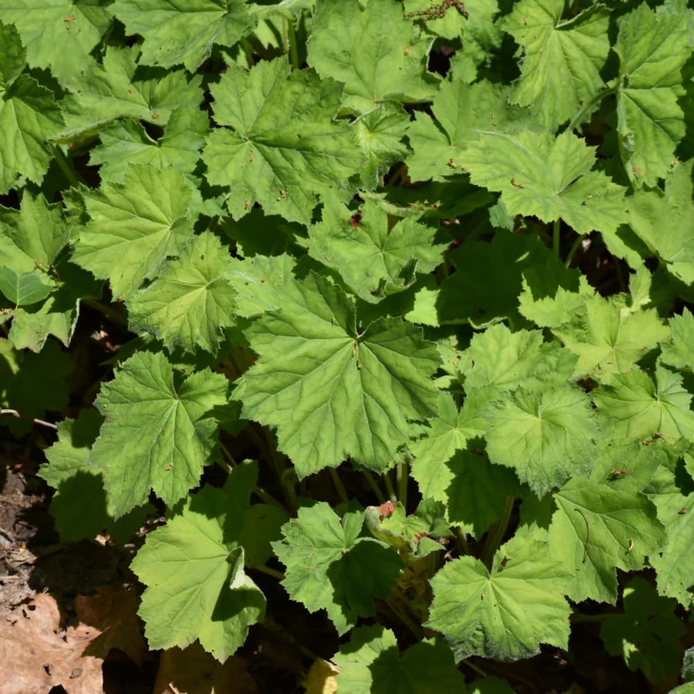 NetPS Plant Finder (www.netpsplantfinder.com)