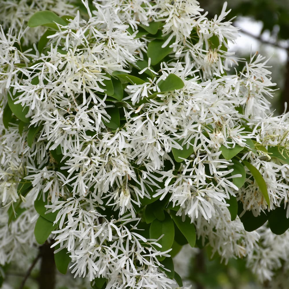 Chinese Fringetree