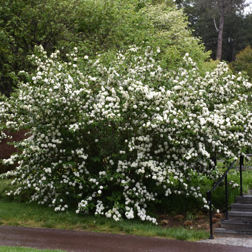 NetPS Plant Finder (www.netpsplantfinder.com)