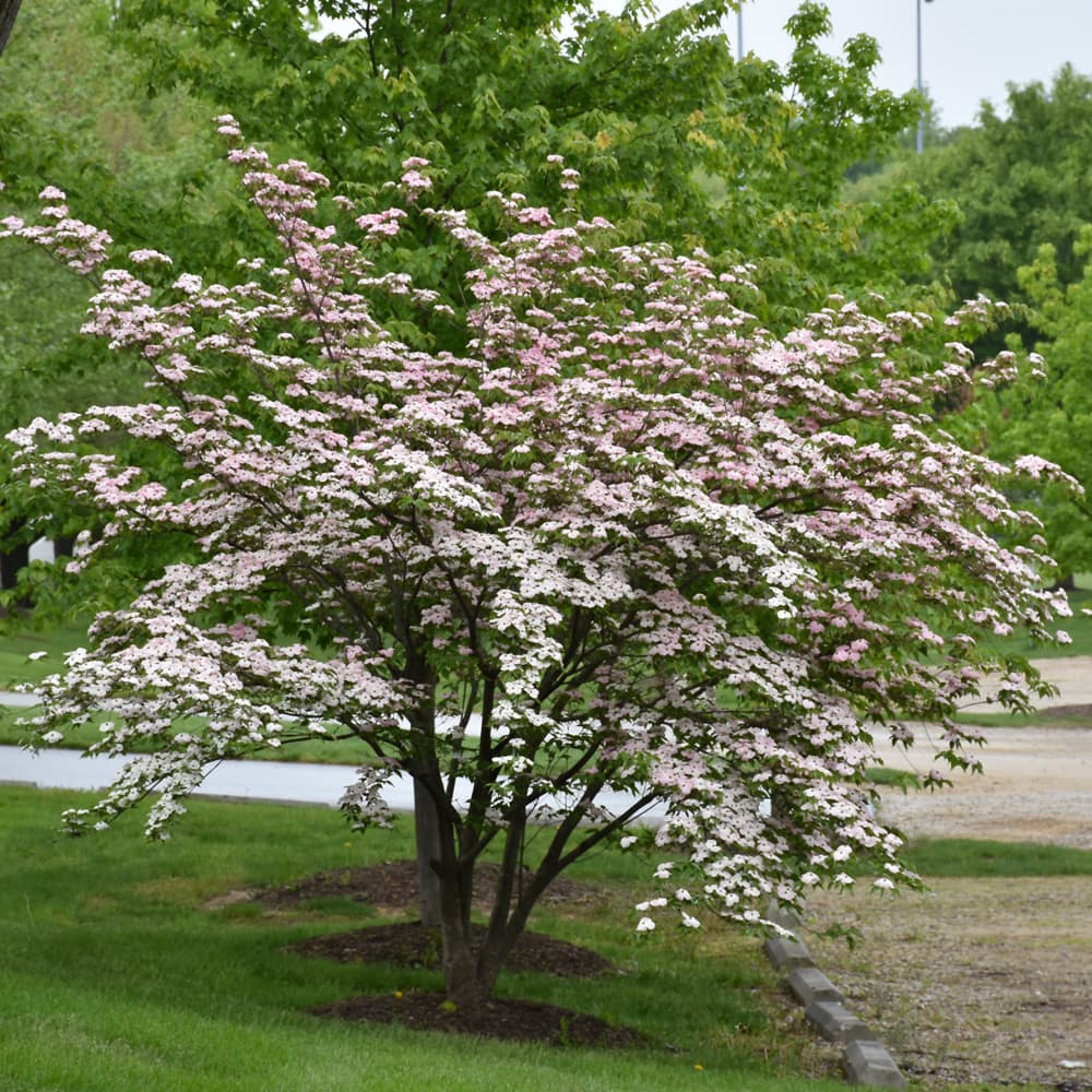 NetPS Plant Finder (www.netpsplantfinder.com)