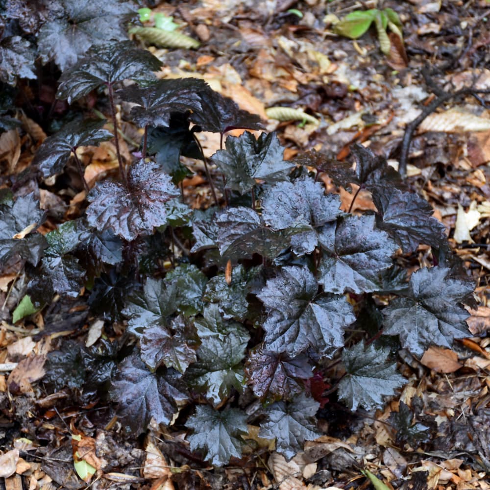 NetPS Plant Finder (www.netpsplantfinder.com)