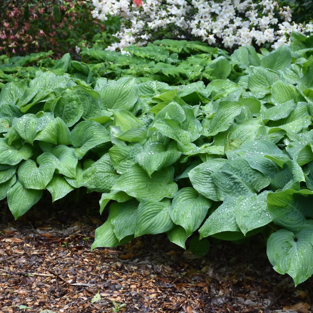 NetPS Plant Finder (www.netpsplantfinder.com)