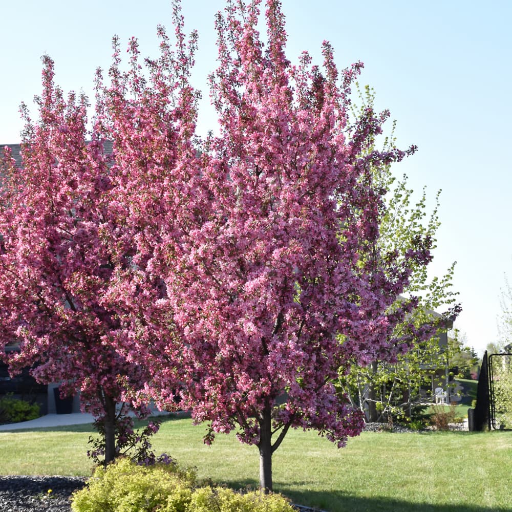 Crabapple Pink Spires