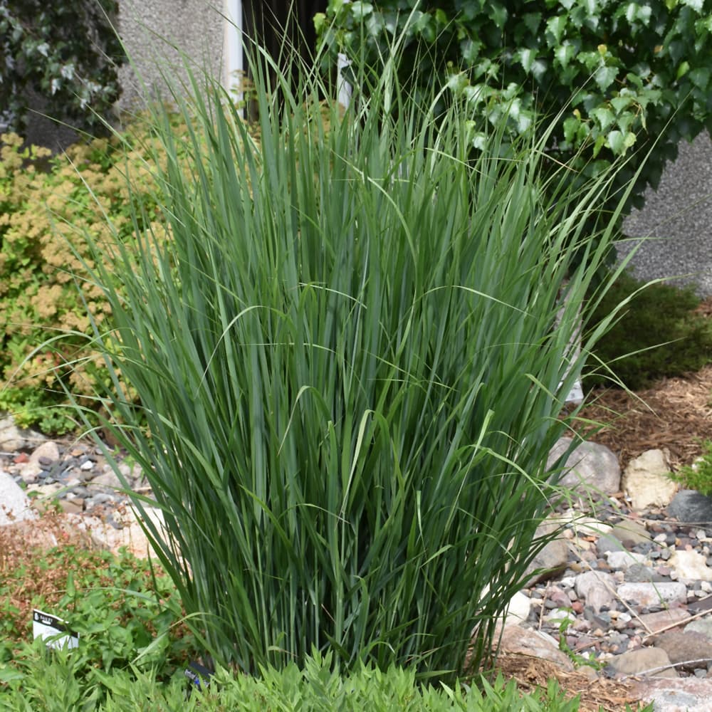 NetPS Plant Finder (www.netpsplantfinder.com)