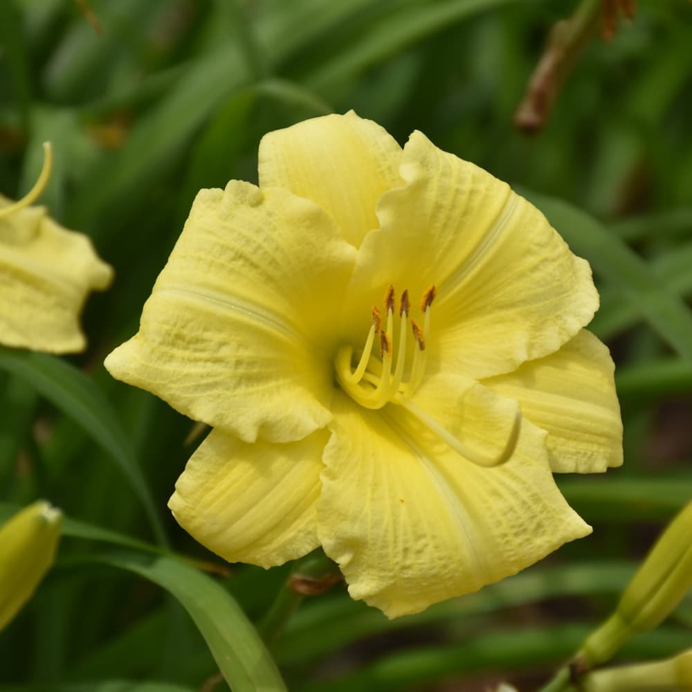 NetPS Plant Finder (www.netpsplantfinder.com)