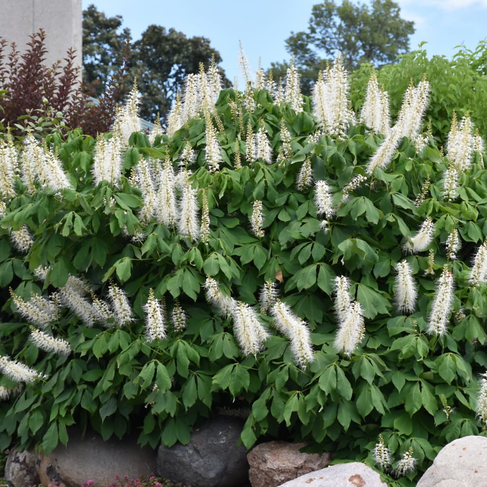 Bottlebrush Buckeye