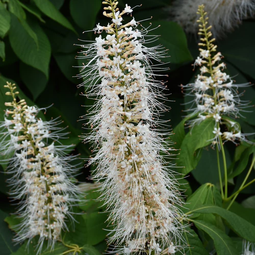 NetPS Plant Finder (www.netpsplantfinder.com)