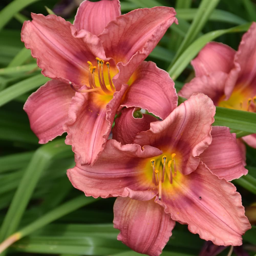 NetPS Plant Finder (www.netpsplantfinder.com)