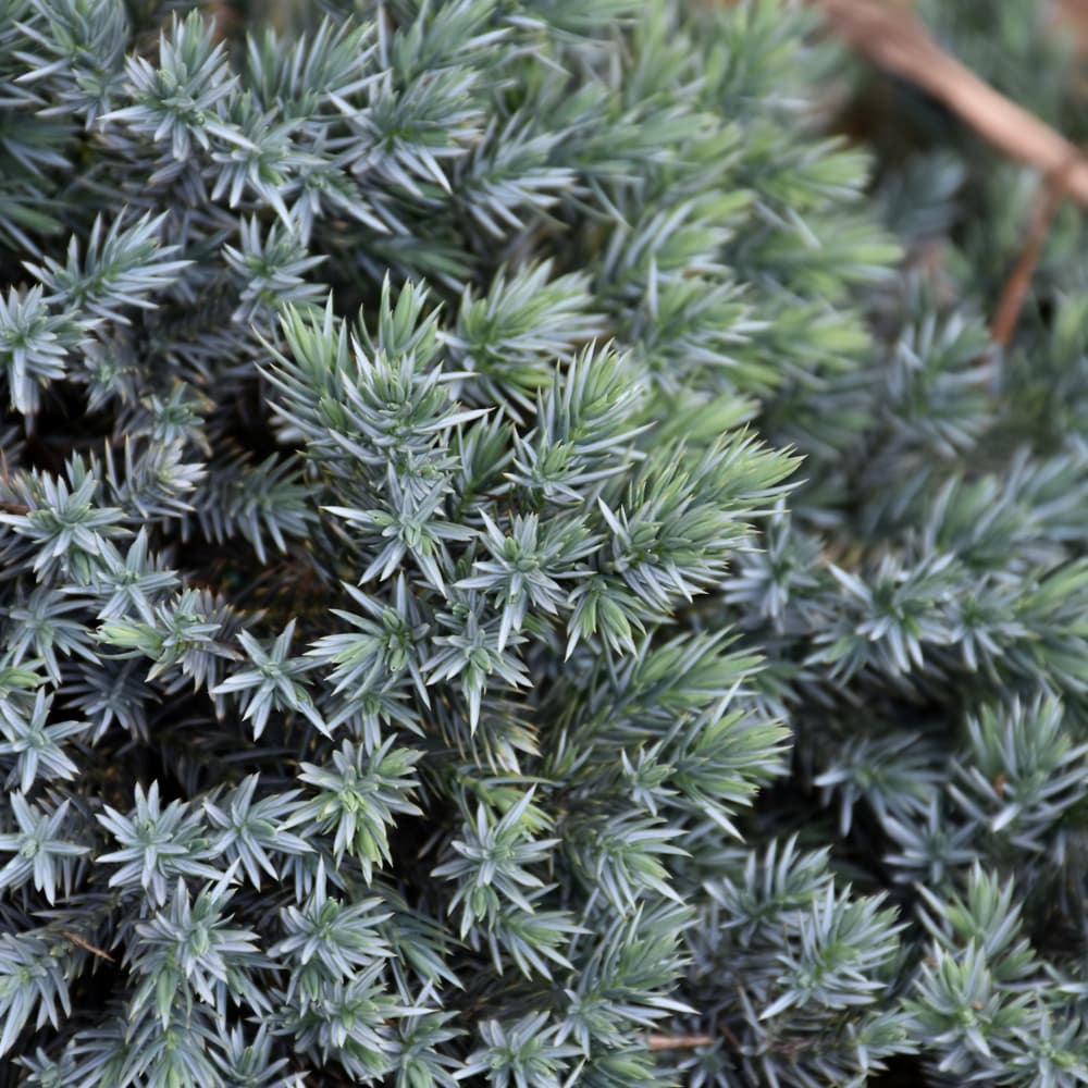NetPS Plant Finder (www.netpsplantfinder.com)
