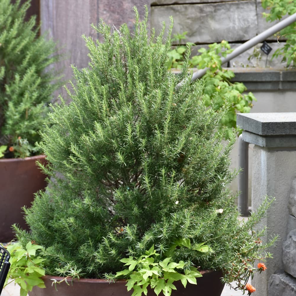 NetPS Plant Finder (www.netpsplantfinder.com)