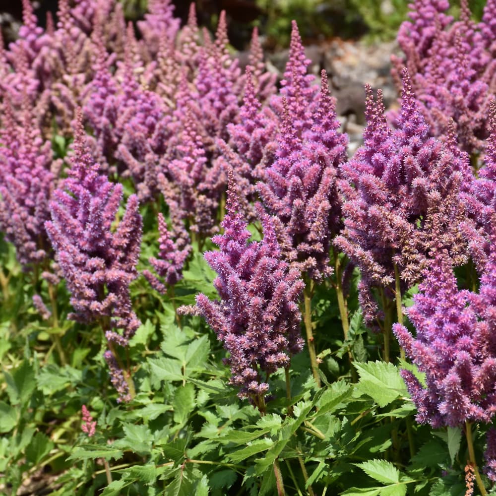 NetPS Plant Finder (www.netpsplantfinder.com)