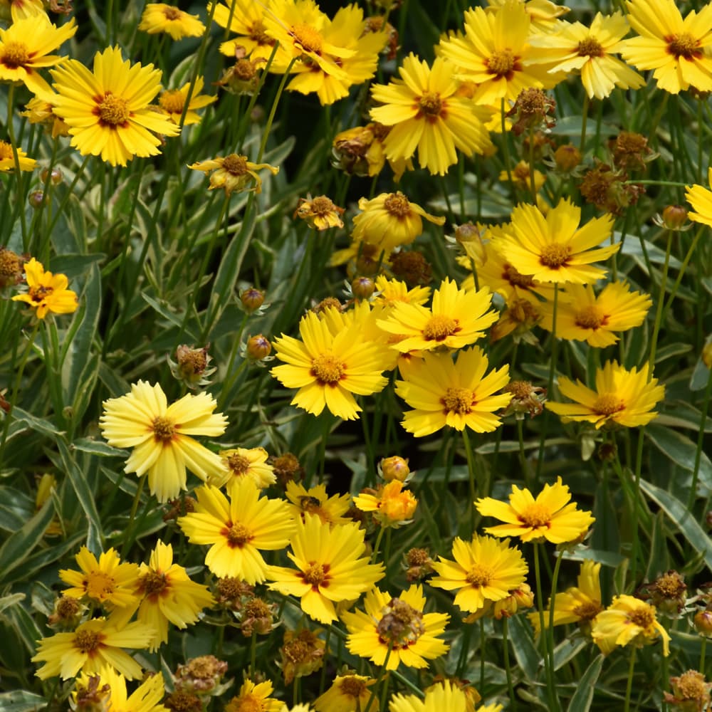 NetPS Plant Finder (www.netpsplantfinder.com)